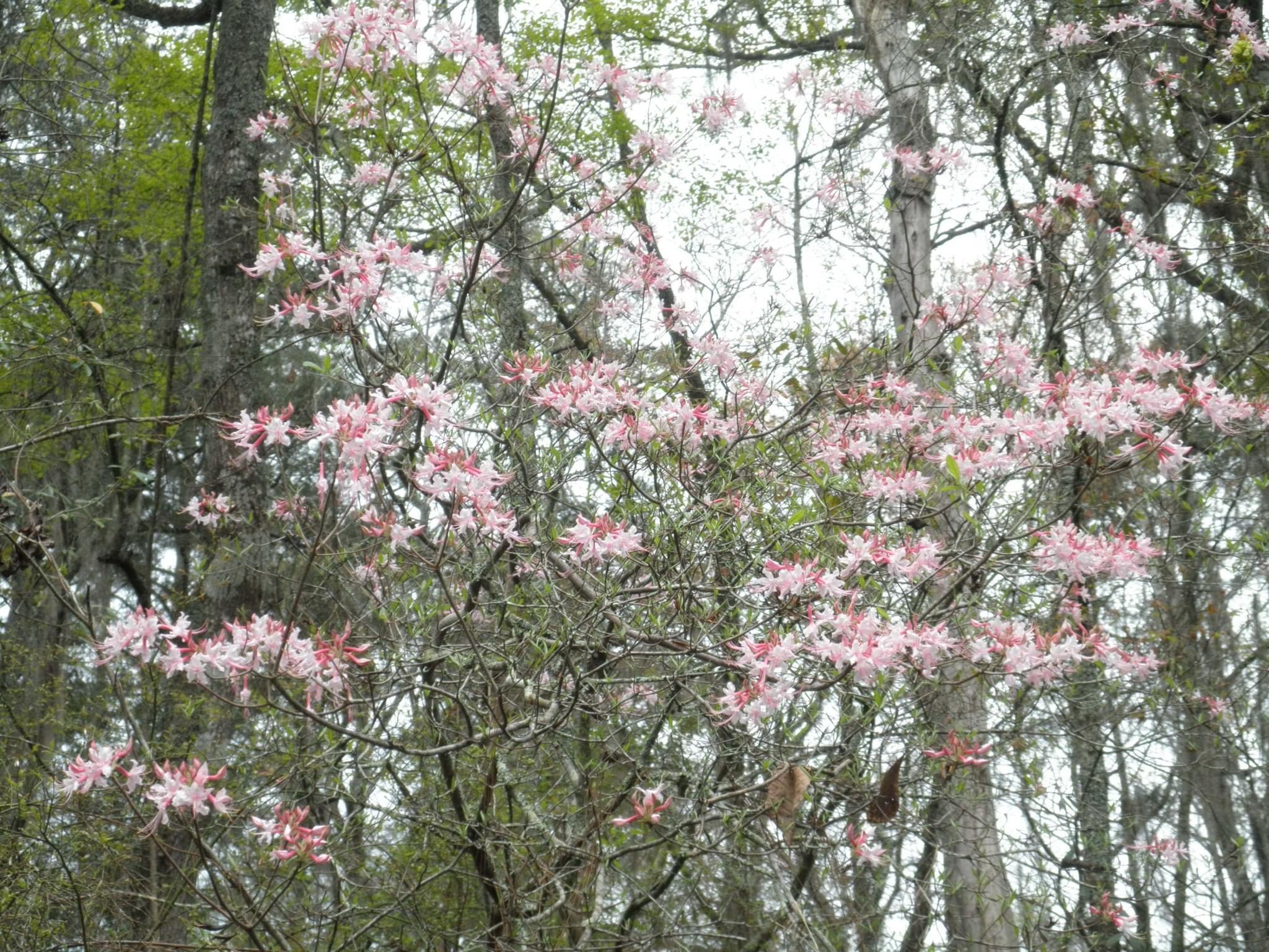 Flowering plant