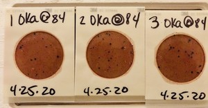 [900 cfu/100 mL, Okapilco Creek @ U.S. 84]