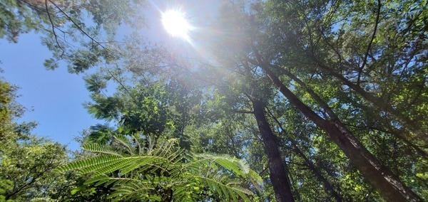 Owl hidden by sun