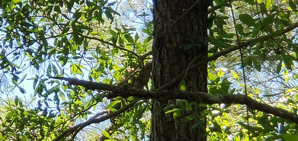 Owl in tree