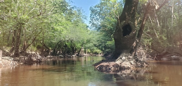 [Everybody's favorite tree, Stone Bridge visible upstream 10:36:06]