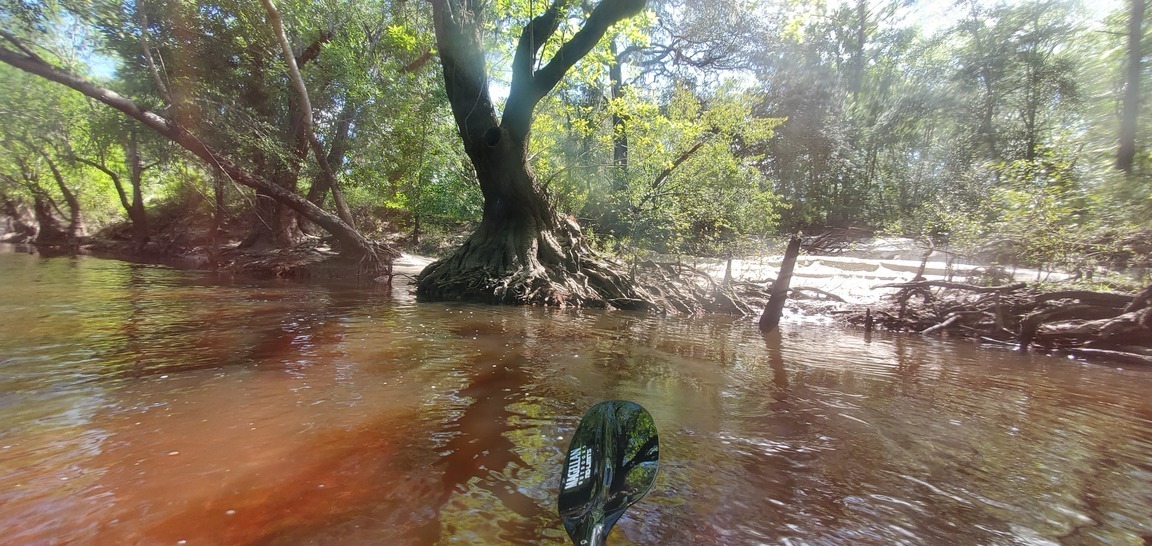 Leaning tree and beach, 10:32:53