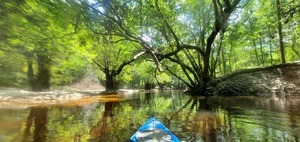 [Tree arches, 12:02:22]