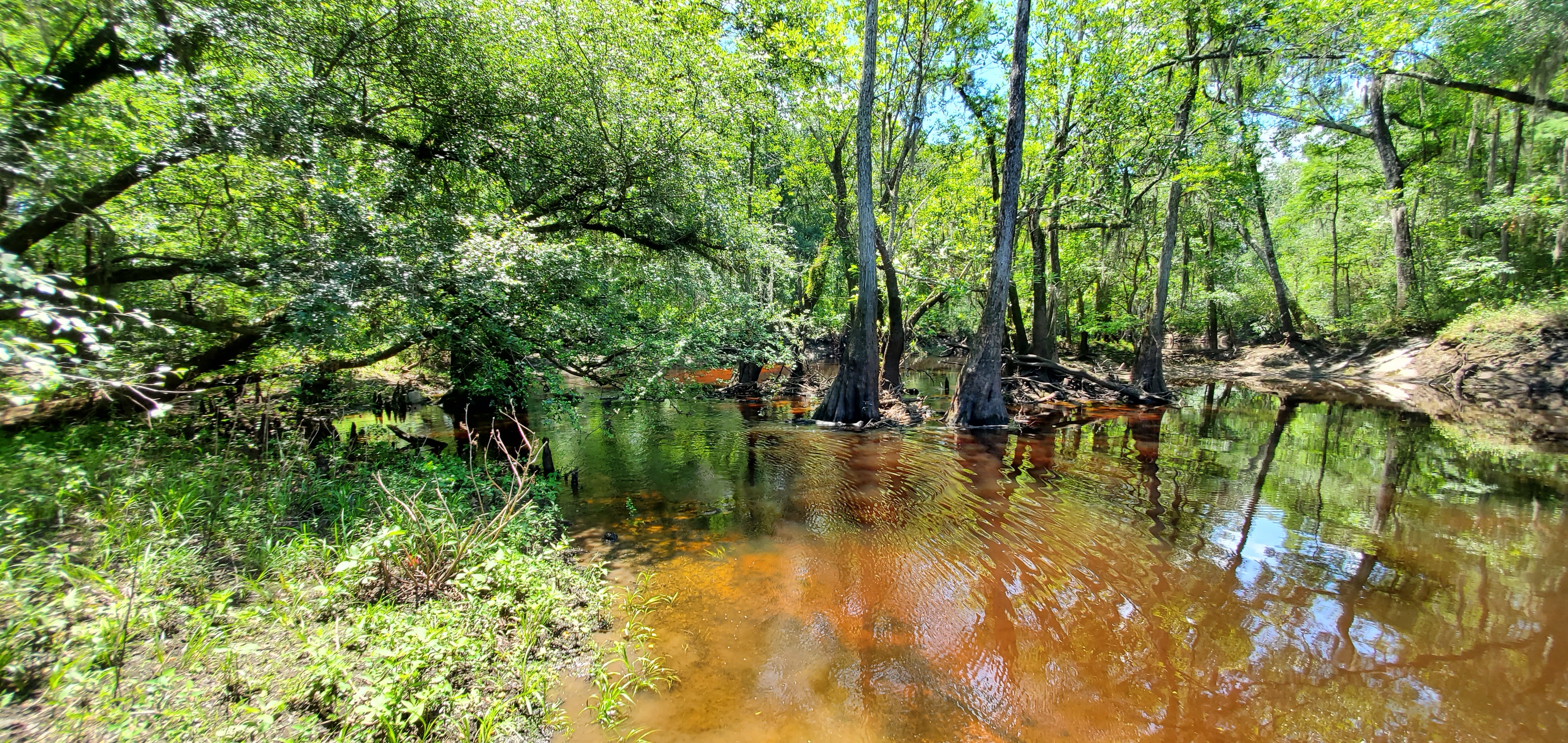 Withlacoochee River downstream