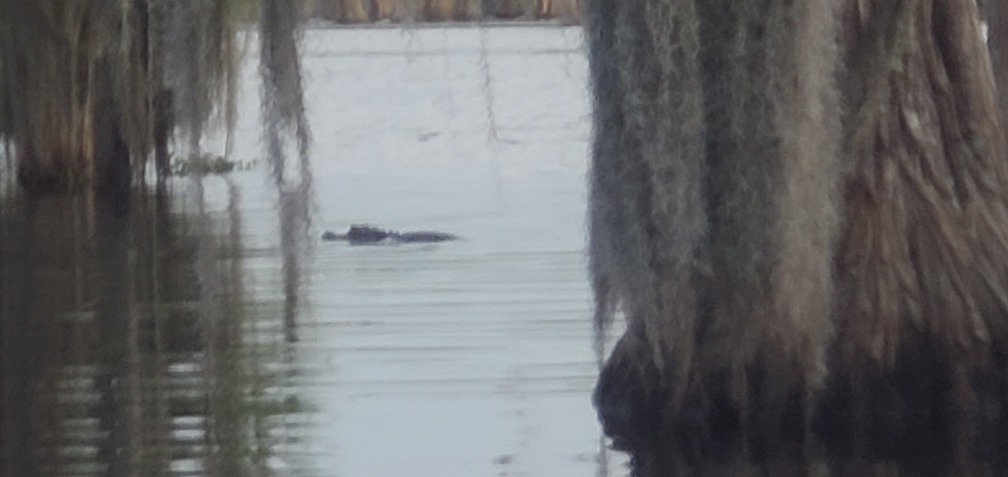 Spanish moss and gator