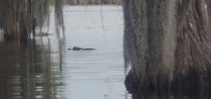 [Spanish moss and gator]