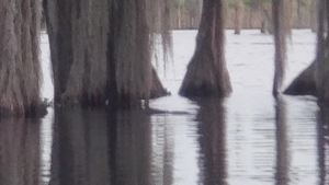 [Movie: More gator swimming]