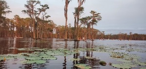 [Lily pads and boaters]