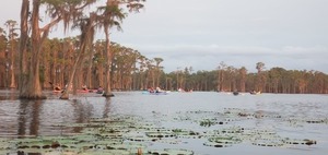 [More lily pads and boaters]