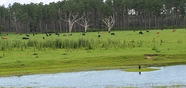 Cows in pasture upstream