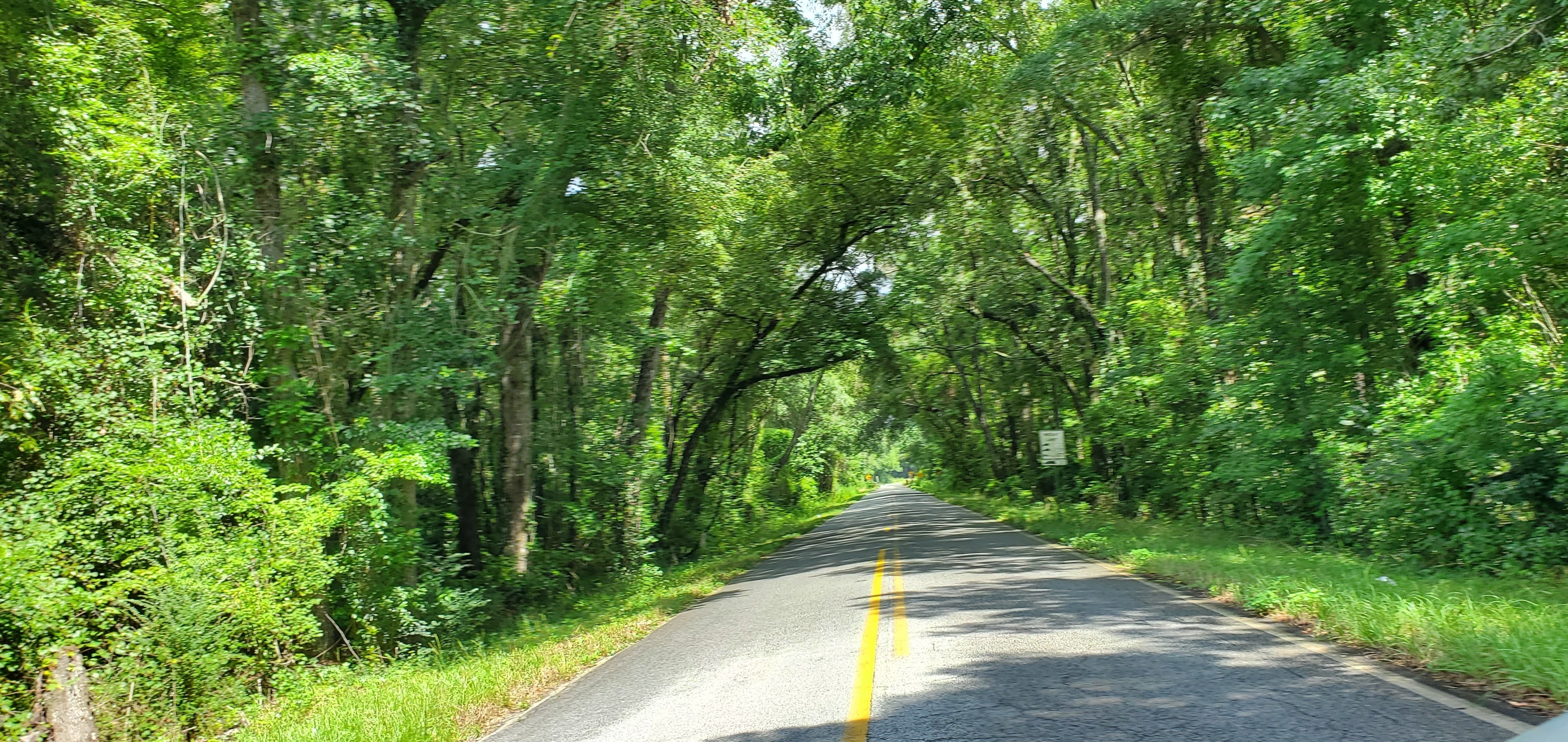 Tree canopy on Devane Road