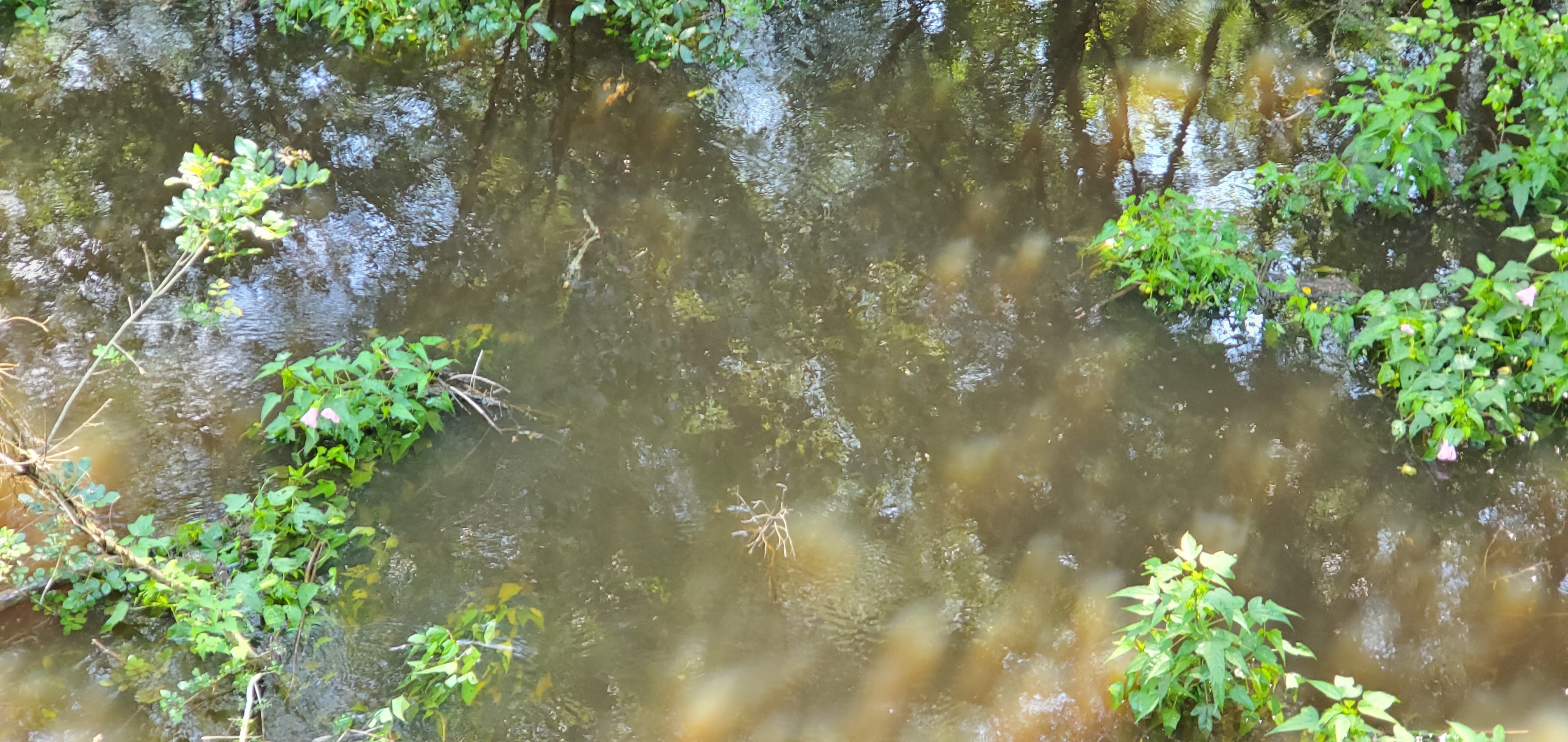 Piscola Creek @ Old Madison Road