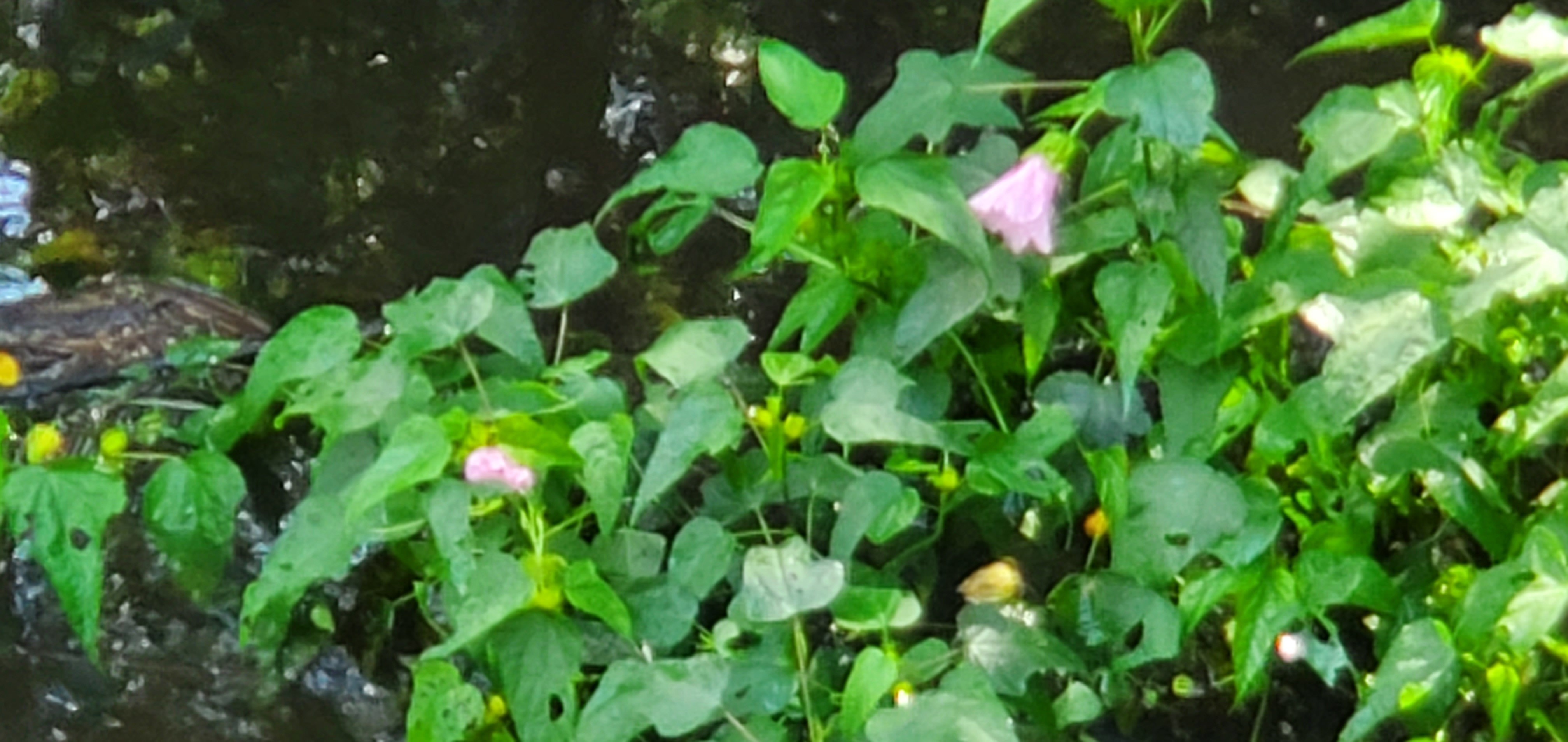 More flowers in the creek