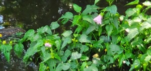 [More flowers in the creek]