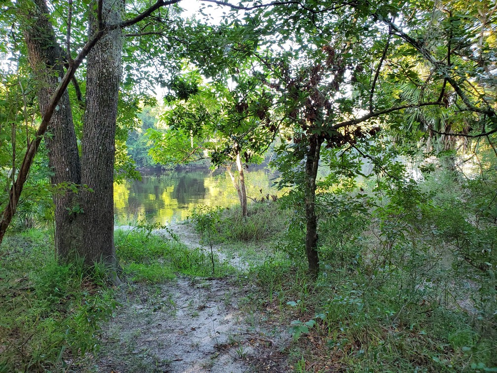 Suwannee River below camp host pad, 2020:07:19 08:10:43, 30.24658, -83.24695