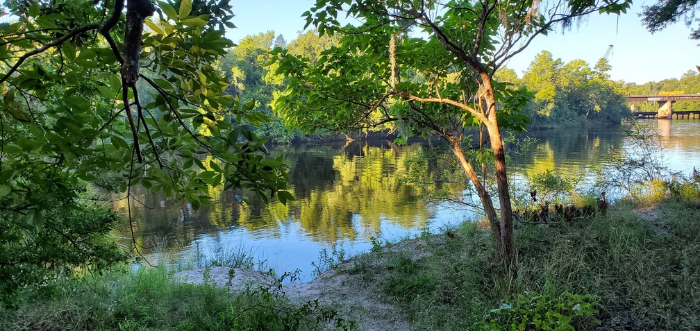 View downstream to the bridge, 2020:07:19 08:10:59, 30.2465, -83.246967