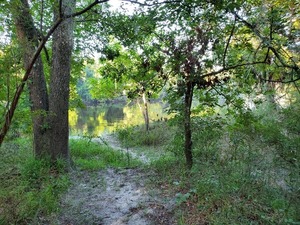 [Suwannee River below camp host pad, 2020:07:19 08:10:43, 30.24658, -83.24695]