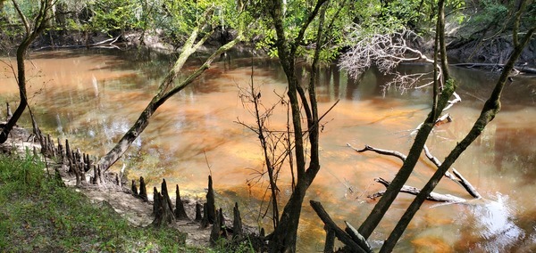 Cypress knees and sunshine, 15:47:48, 30.8719400, -83.4041420