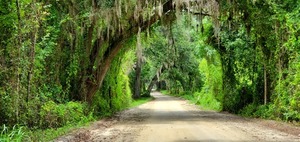 [Canopy closeup, 12:08:21, 30.475734, -83.210997]