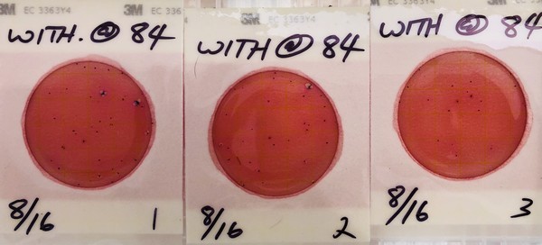 100 cfu/100 mL, Withlacoochee River @ US 84