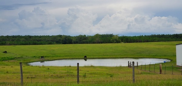 [Cows next to a pond]