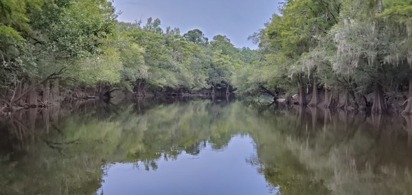 [Gator swimming across river]