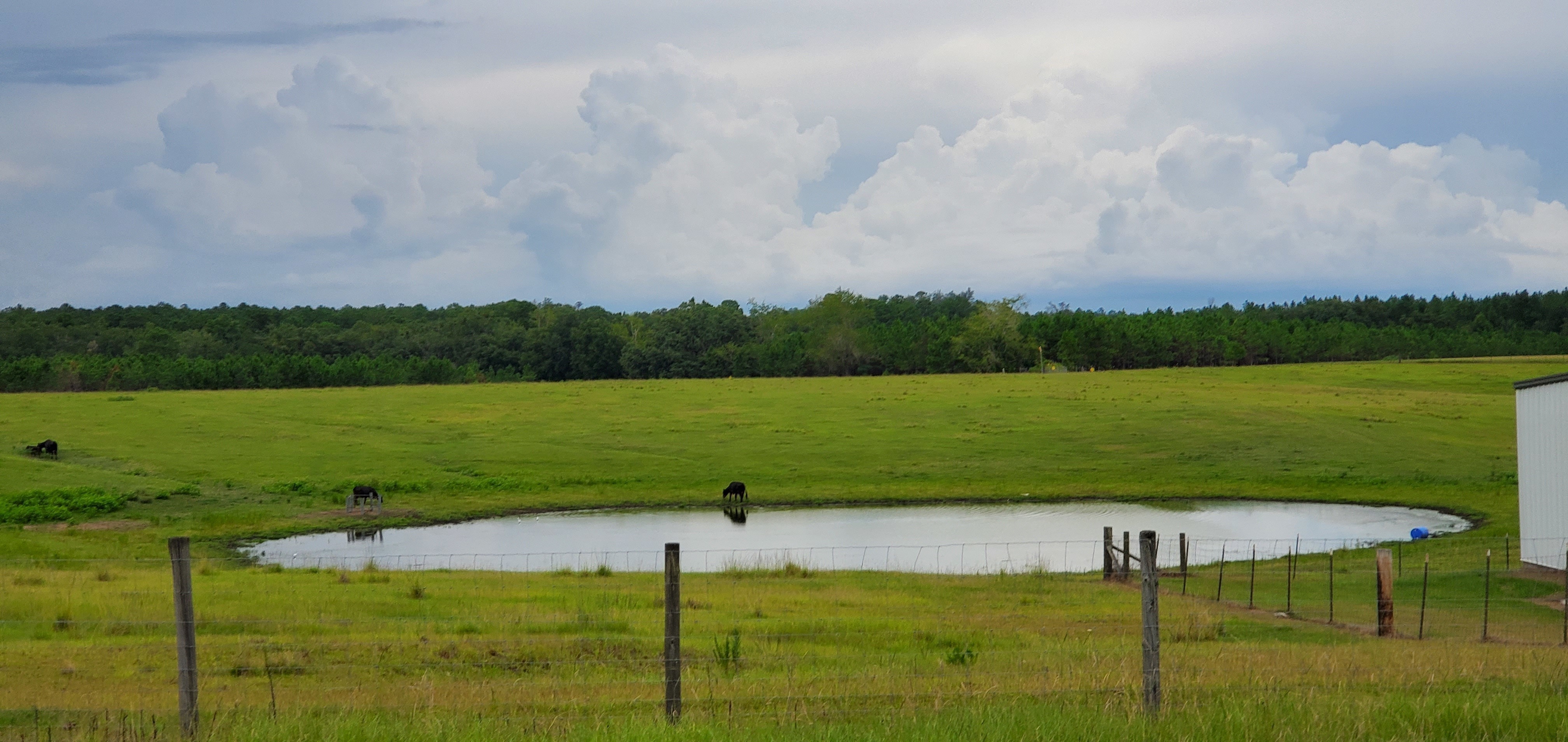 Cows next to a pond