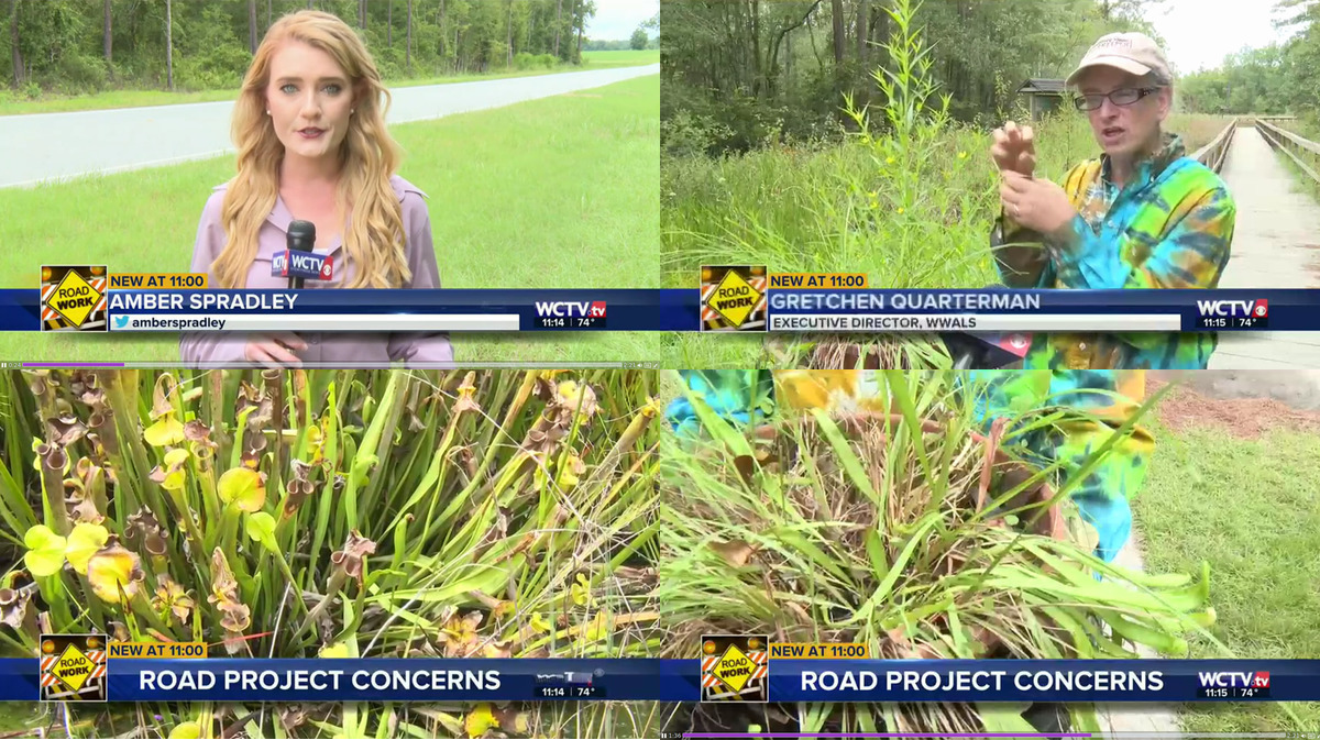 Clockwise: Amber Spradley, Gretchen Quarterman, potted pitcher plants, Hooded Pitcher Plants