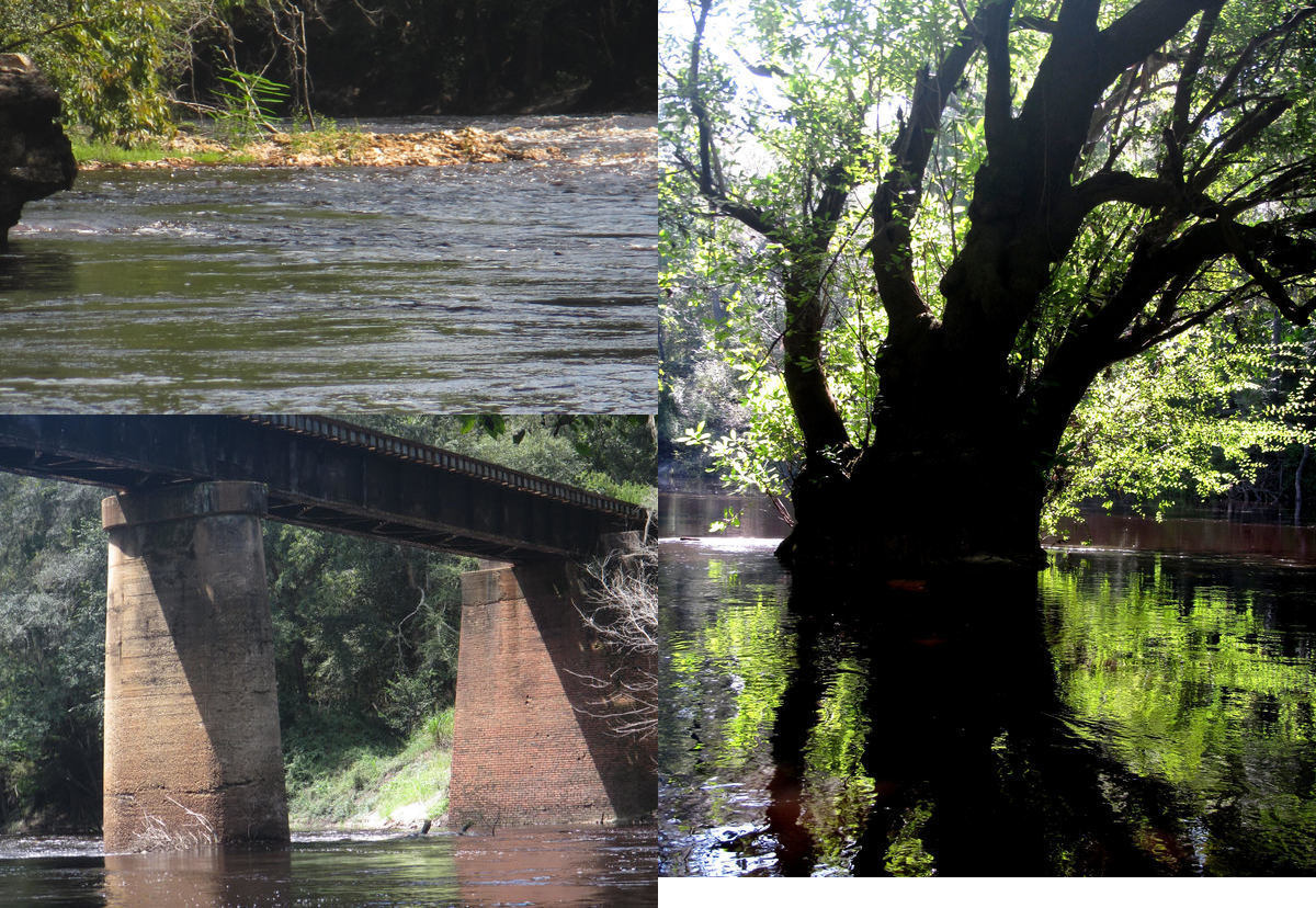 Jennings Defeat Rapids, Ogeechee Gum, GS&F RR trestle below CR 150