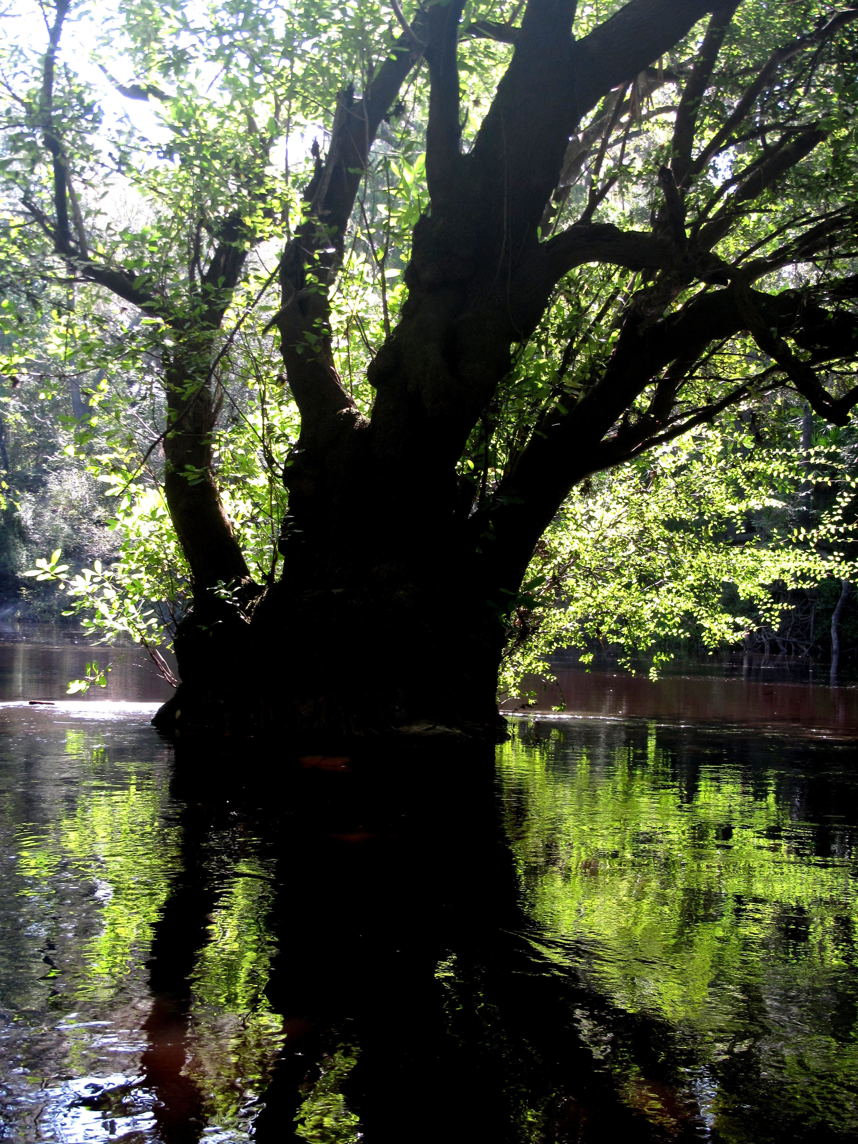 An old Ogeechee Gum standing in the Alapaha River upstream of Sasser Landing