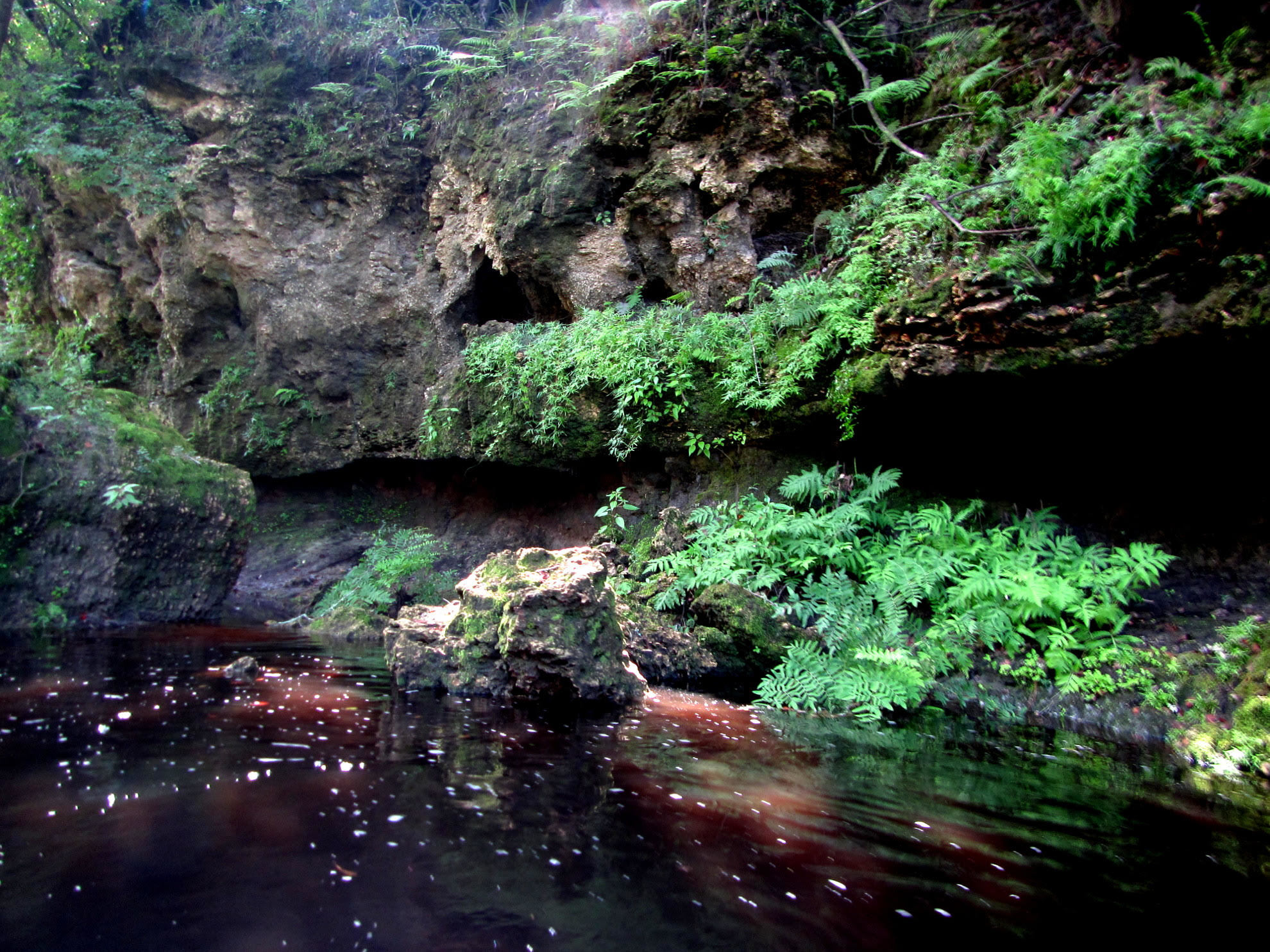 Rock wall, ferns, caves at swallet just below Jenning Defeat rapids