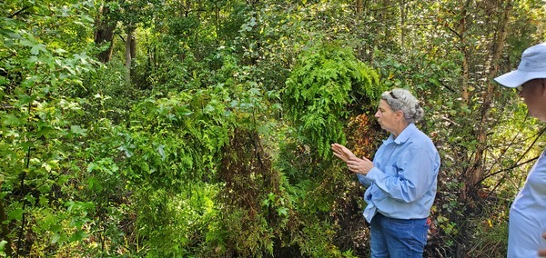 [Japanese Climbing Fern]