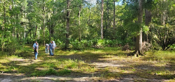 [Palmettos at clearing]