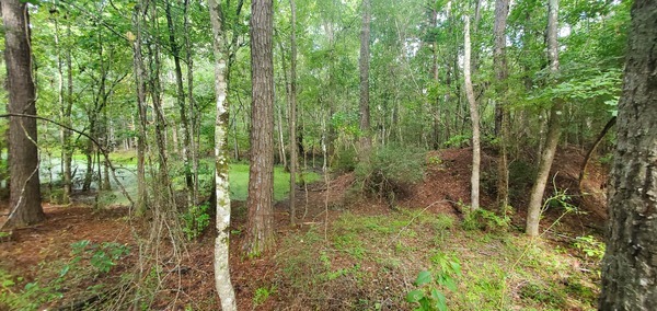 Pond: natural or borrow pit?