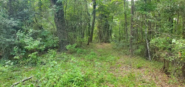 Looking back west at the ivy tree