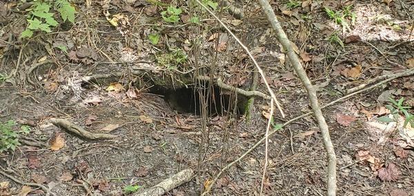 [Gopher tortoise hole]