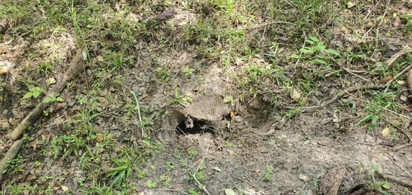 [Looks like gopher tortoise hole to me]