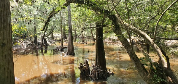 [Cypress knees and overhanging trees]