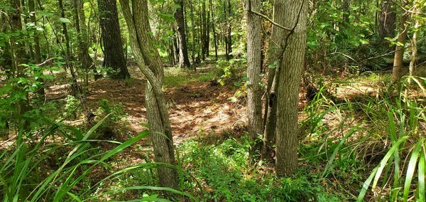 [Looking west from old sewer vent pipe]