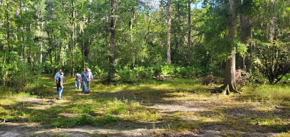 Palmettos at clearing