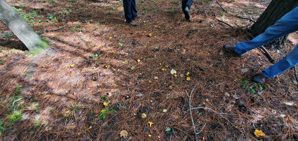 Chanterelle mushrooms