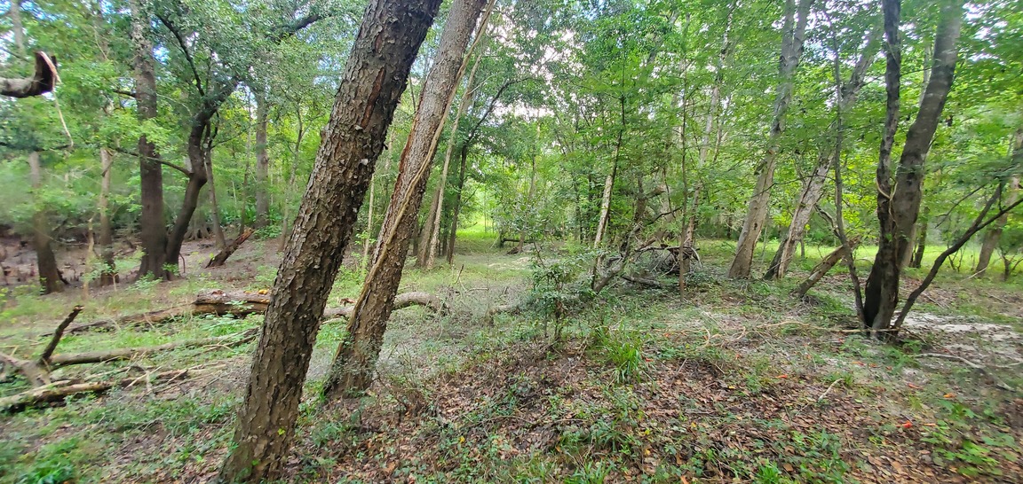 Goes through to old Valdosta sewer line easement