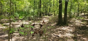 [Cypress knees]