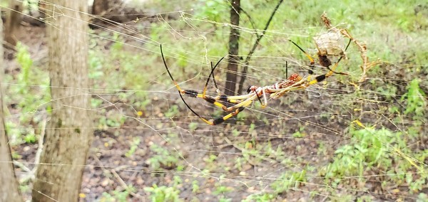 [Banana spider]