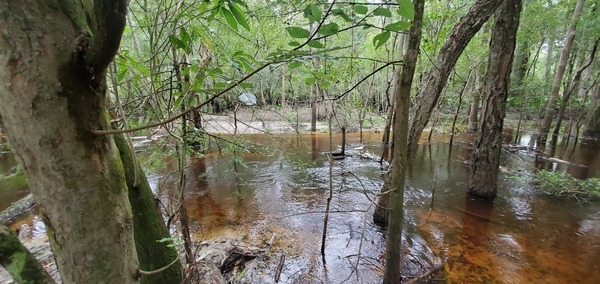 [Tea-colored Withlacoochee River water]