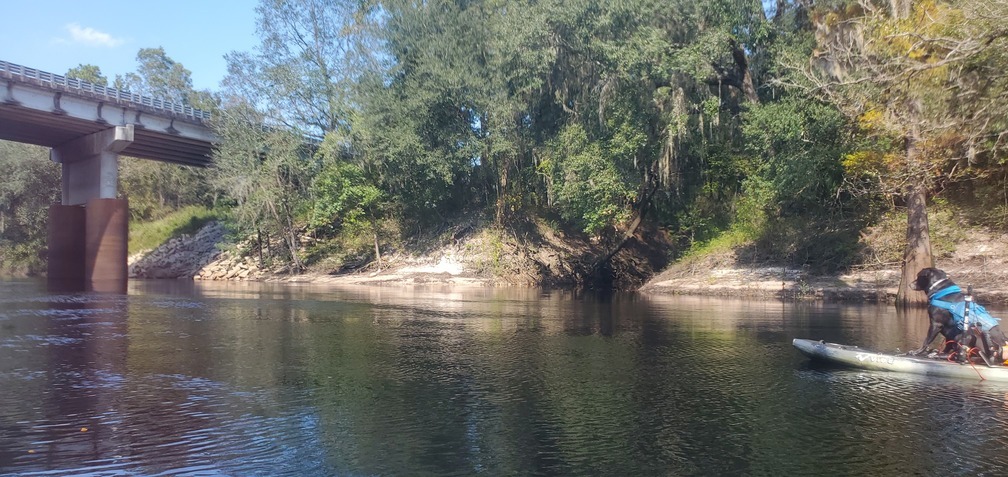 Dog spots creek before US 129 bridge