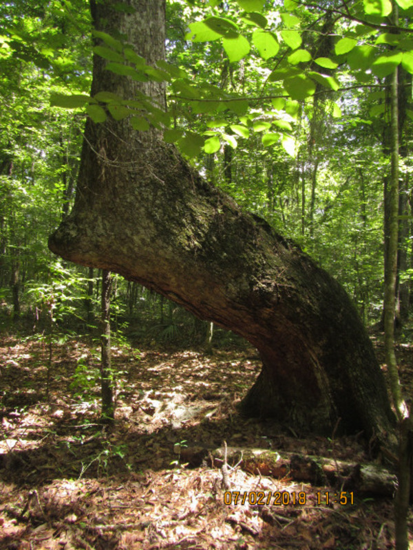 [Mill Creek Trailmarker Tree]