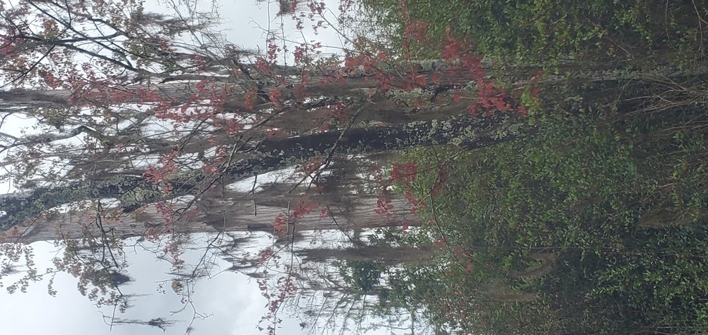 Red maple?, 12:28:40