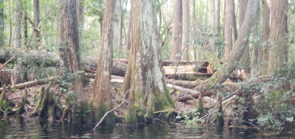Fallen tree, 14:06:45