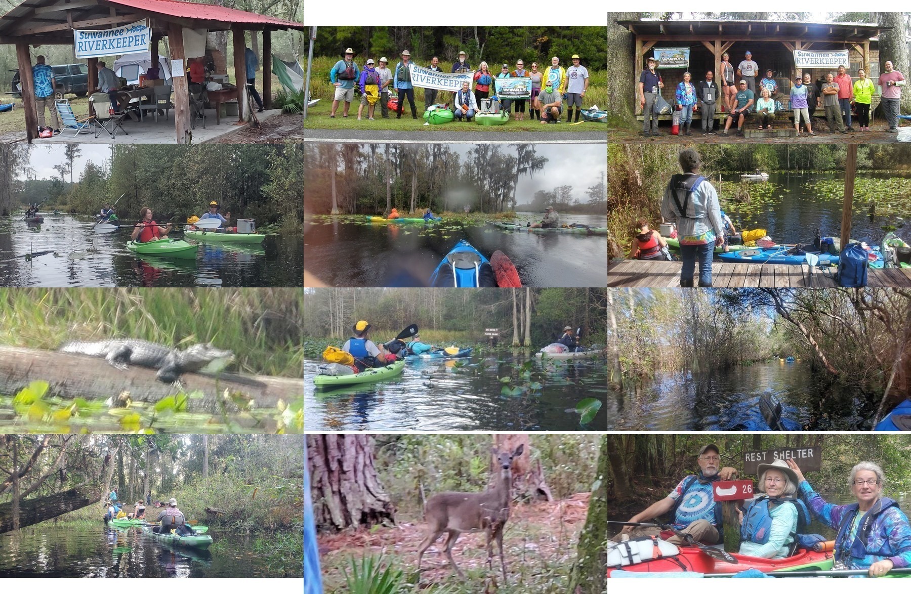 banners, river, gator, canopy, island, deer